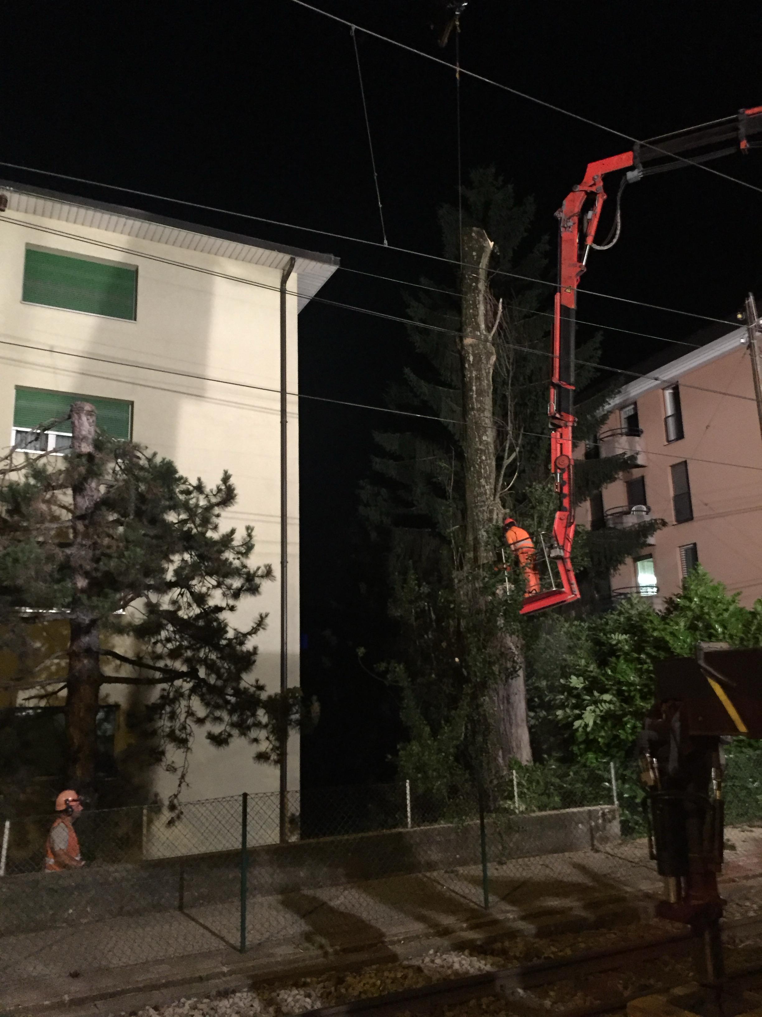 Abattage d'arbre près de lignes aériennes — SAS POLYVIER Jura